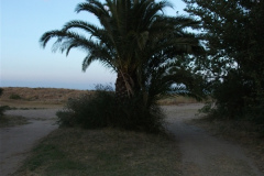 2010_argeles-sur-mer_27_20100808_1068701487