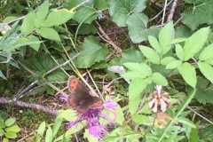 2017_sommer_29_20170924_1208185867