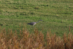 IMG_1973