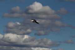 2019_skandinavien_anfahrt_23_20190814_1760814889