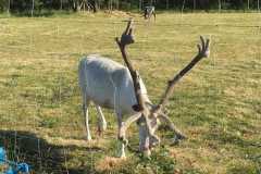 2019_skandinavien_nordwaerts_60_20190815_1966006445