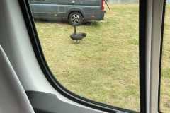 2020_deutschland_8_20200827_1528530262